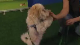 Cute Dog Tricks in Adorable Paddington's audition for Talent Hounds