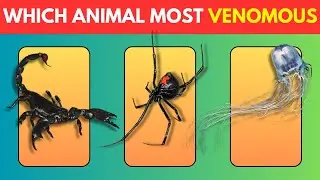 Guess The ANIMAL by WORLD RECORD | Animal Quiz 🐘🦒🦈