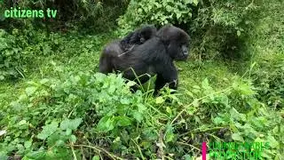 Rwanda's Gorilla Park   The Pride of Rwanda #rwandatoday #paulkagame #africa #kenya #gorillatag