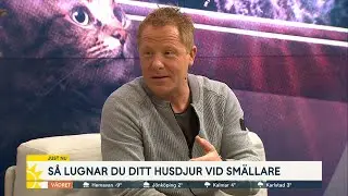 Så lugnar du ditt husdjur vid smällare: ”Det är farligt” - Nyhetsmorgon (TV4)
