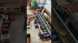 Fstsort Sweet Potato Optical Sorting Line in Austria,Root Vegetable Processing Machines
