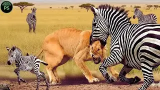 MAS&Aacute;I MARA La batalla por la supervivencia de la fauna silvestre #animales #animalessalvajes