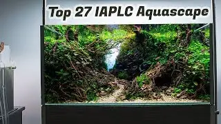 My Forest Aquascape Aquarium Planted Tank Setup IAPLC 2019