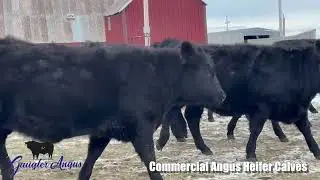 Gaugler Angus Lot 171