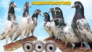 Ch Sakhi Bhatti Pigeons Teddy | Pure | A Symbol Of Quality Teddy 