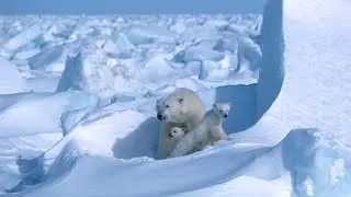 Celebrating International Polar Bear Day with Dr. Steven C. Amstrup