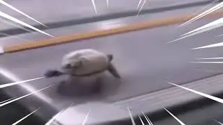 Turtle Gas Gas Gas Meme