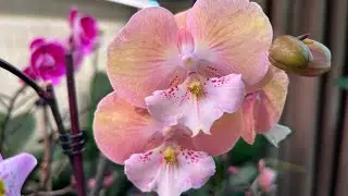 My Resuscitators! Capricious Orchid Varieties