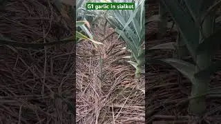 #narcg1garlic