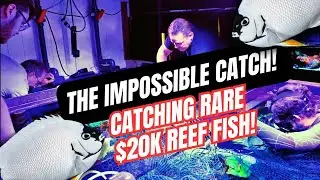 Notfallrettung: Rettung eines 20.000-Dollar-Fisches aus einem riesigen Riffaquarium!