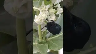 Beautiful Black Sunbird #birdphotography #birdwatching #sunbird #shorts