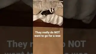 Lazy night time dogs!! They do not want to go for a pee