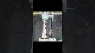 Mom Duck Trains Her Babies to Jump! 🦆💪🐥 The Great Cliff Challenge!　#animals #Wildlife #family