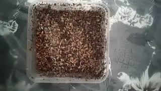 Mycelium growth (Day 19) - Pink Buffalo spawn grains mixed with vermiculite.