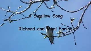 A Swallow Song