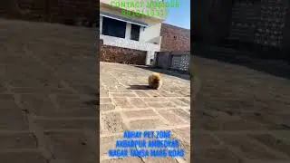 toy pom puppy available top quality/// #abhaypetzone #doglover  //9918115517