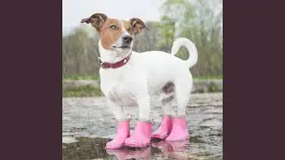 Celestial Dog Dreams Theta Waves Rain