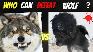 Wolf Vs Dog  - 5 Dog Breeds That Could Defeat a Wolf .