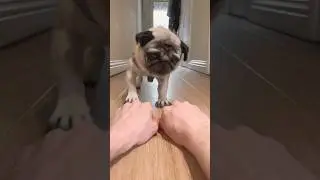 Dog Treat Challenge 😋 Pressure Situation 😱 #shorts