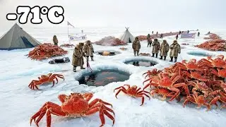 Surviving -71&deg;C: 10,000 King Crabs From The Frozen Sea | Life Under The Arctic Ice
