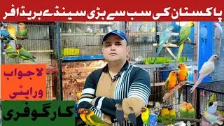 Big Birds Deal|||Lahore ka Sasta Itwar Bazar@SalmanBirdsInfo 