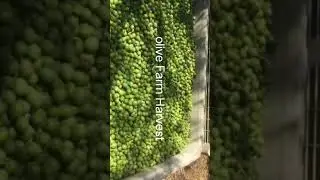 Olive harvesting #agriculture  #farming