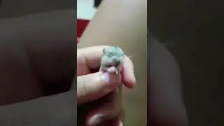 One week old hamster eating sunflower seed