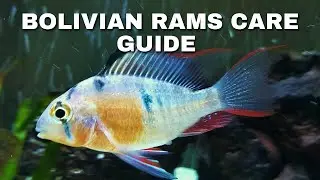 Bolivian Ram Fish Care Guide: Expert Tips for Thriving and Colorful Rams