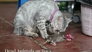 Decoding Your Cat's Quirky Behaviors