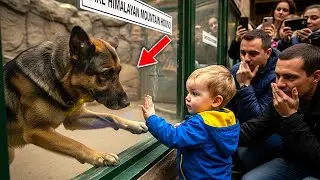 German Shepherd was in a Zoo as a Exotic Animal - What Baby did Next left Everyone in Tears!