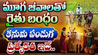 LIVE : మూగ జీవాలతో రైతు బంధం.. కనుమ ప్రత్యేకత..! Importance of Kanuma Festival | Sankranthi 2026