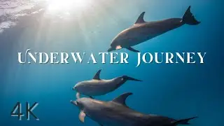 Ultimate Underwater Ambience Journey | Ocean Life, Dolphins & Relaxing Calm Music