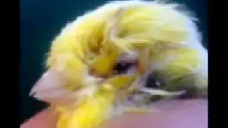 Malattie comuni dei canarini