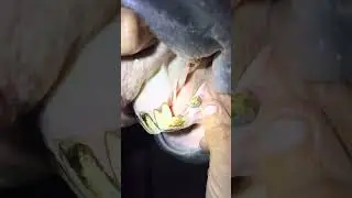 Удаление зубного камня, клыки и резцы.