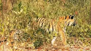 world wild day. Naina's cub's 10th January 2021@ Kanha National Park Madhya Pradesh India