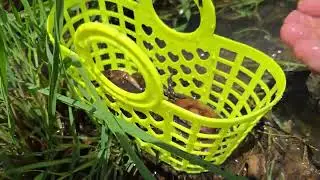 Catch crabs in the fields | Catch Crabs by hands  #USA #America #NewYork #France #Paris