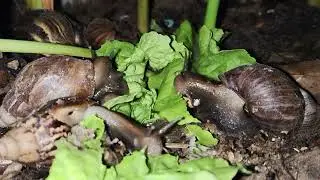 Wow! Today I Found Many Giant Snail Come out & Eating Fresh Lettuce 