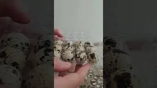 Kuluçka makinası için Yumurta hazırlığı, Ne Yapmalı ? Doğru mu?