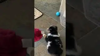 Six week old Australian shepherds just having fun #Short #Music #Song #Shorts #Aussie #puppies