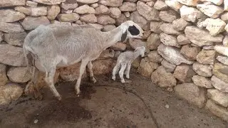 ولادة النعجة مع ام محمد للمبتدئات  amie the amazing sheep giving birth