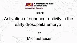 Activation of enhancer activity in the early drosophila embryo | Michael Eisen