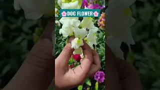 Dog Flower opening & closing its mouth. Like Share and Subscribe for More.