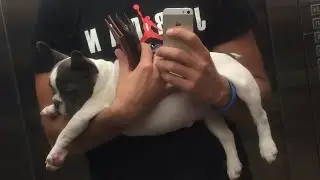 Французкий бульдог, moments from the life of the French Bulldog