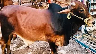 Peshawar Bakra Mandi Latest Updates July 2021 | Bakra Mandi 2021 | Mawish Mandi | Eid ul Adha 2021