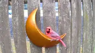 Fence-Mounted Moon Feeder | Birds & Squirrels Visiting