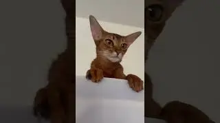 I want to be where the people are 😹#shots #abyssinian #cat #capcut