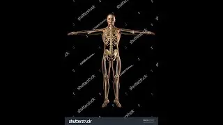 Every T Pose Emote in For Honor