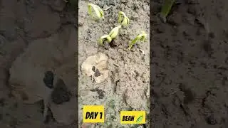 Bean 🫛#gardening #youtube #shorts