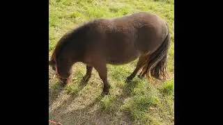 #horse #horses #horsesoftiktok #horsesontiktok #pony #ponies #poniesoftiktok #ponyoftiktok #лошадка