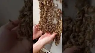 🐝 Почему пчёлы НЕ жалят?